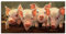 ARTLAND Wanddeko Leinwand Bilder Wandbild 100 x 50 cm Tiere Haustiere Schwein Malerei Pink Rosa Das große Grunzen T1SC