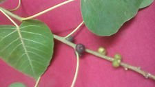 Ficus religiosa | Sacred Fig | Bodhi Tree | Pippala | peepul | Peepal | 50_Seeds
