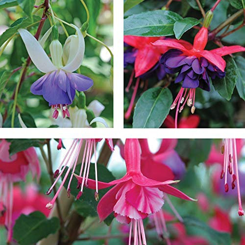 Fuchsia Hardy Collection Trailing Garden Mixed Flowering Hardy Perennial Ideal for Hanging Baskets & Patio Containers Easy to Grow Your Own 9X Postiplugs by Thompson and Morgan (9)