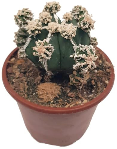 Fangblatt - Astrophytum hakujo - seltene Sukkulente - im Ø 8,5 cm Topf - pflegleichte Zimmerpflanze zum verlieben