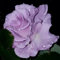 Rose pflanzen knollen winterhart - Seltene Rosenpflanze - Strauchrosen, Duftrosen - Edelrosen in vielen Sorten und Farben-5Pflanze-A