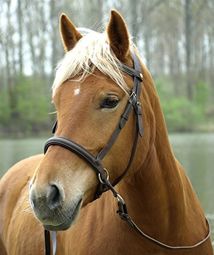 Barefoot Gebisslose Zäumung für Pferde – Bittless Bridle und Sidepull in einem – Weich gepolstert mit breitem Nasen-, Stirn- und Genickstück – ideal für Western, Englisch und Wanderreiten – COB braun