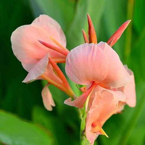 3 Pcs canna lily zwiebeln - canna knollen kaufen - frühlingsblüher zwiebeln, blumenzwiebeln mehrjährig winterhart (Canna indica) frühlingsblumen zwiebeln, zwiebeln frisch exotische