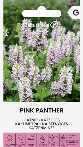 Zalia stotele | Katzenminze - PINK PANTHER samen | Blumensamen | Mehrjährige, kompakte Pflanze mit rosa Blüten | Blüht den ganzen Sommer | Für sonnige Standorte & Beete | Zierpflanzen Saatgut | 1 Pack