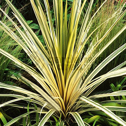Cordyline Australis Torbay Dazzler Evergreen Outdoor Hardy Garden Plant in Pot (9cm Pot, 20-30cm)