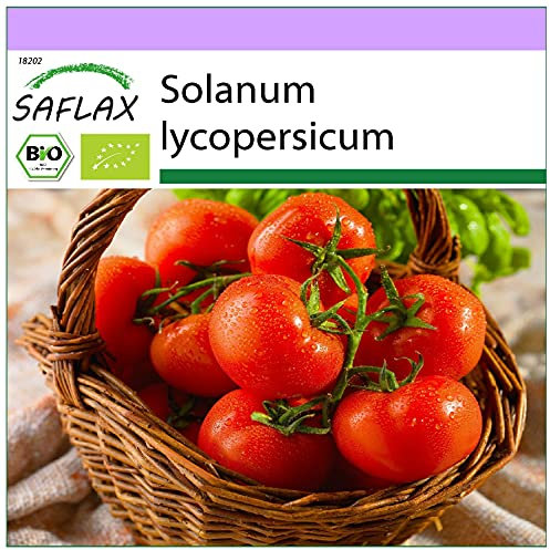 SAFLAX - BIO - Tomate - Berner Rose - 10 Samen - Solanum lycopersicum