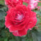 My Mum - 5.5lt Potted Floribunda Garden Rose Bush - Highly Attractive Red & Silver - Great Gift, Mother's Day Rose