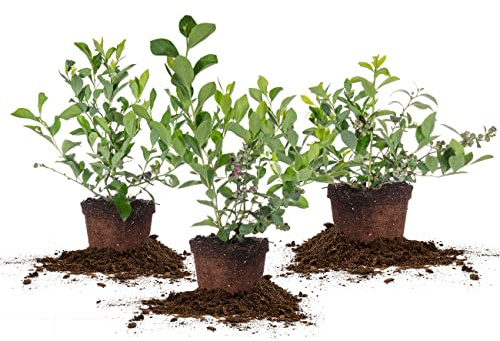 Perfect Plants Rabbiteye Blueberry Bush, 1 Gallon (3-Pack), Live Fruit