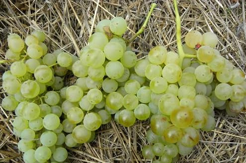 VIVAIO GARDEN FOREST Vite Uva Zibibbo (Vitis Vinifera), Altezza 130 cm | Uva da Tavola Aromatica, Vite da Frutto, Per Giardino e Pergolato, Pianta di Uva