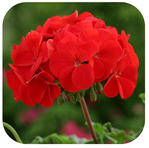 Geranium Horizon Scarlet Pelargonium Plug Plants x 12 Annual Bedding and Basket