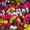 Moss Rose gemischt Samen - Portulakröschen