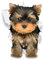 Winston & Bear 3D Dog Stickers - 2 Pack - Adorable Brown Yorkie Stickers for Wall, Fridge, Toilet and More - Yorkie Gifts - Retail Packaged Yorkshire Terrier Wall Decals