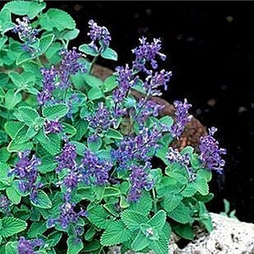 50 Stück Nepeta Cataria-Samen, Katzenminze, Katzenminze, Gartenkräuterpflanze, Bonsai-Samen für die Gartenbepflanzung Katzenminze Samen