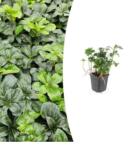 Bodendecker - Schattengrün - Dickmännchen - Pachysandra 'Green Sheen' - 9cm Topf - Set mit 12 Pflanzen