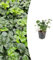 Bodendecker - Schattengrün - Dickmännchen - Pachysandra 'Green Sheen' - 9cm Topf - Set mit 12 Pflanzen