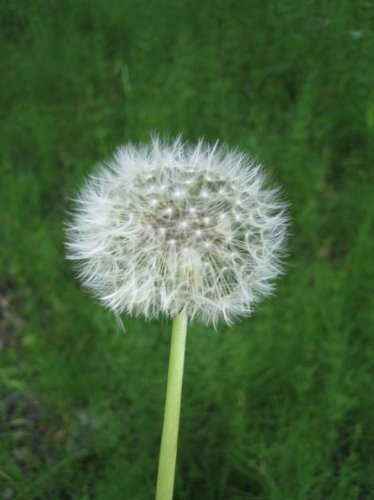 Wackelbild mit zeitlichem Effekt: Pusteblume verliert Ihre Samen, Postkarte DIN A6