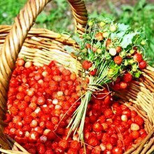 Plantel Fresas del Bosque de pastelería Bandeja 20 uds.
