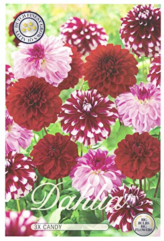 Interflowers Dahlien Knollen Blumenzwiebeln Dahlia Bunte Auswahl im Mix für Sommer Blume Knolle Blumenzwiebel Set in Bio Geschenkverpackung Bunte Blüten mehrjährig (3X Dahlie Candy)