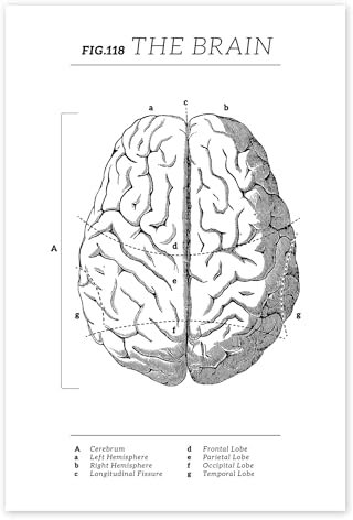 Das Gehirn, Diagramm (Vintage, Englisch) Poster von Vintage Educational Collection 40 x 60 cm Schwarz-Weiß Wandbilder Wanddeko