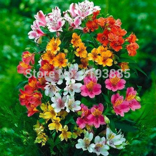 100 / bag peruviani semi del giglio ~ peruviano Lily Mix (Alstroemeria) Fiore SEMI permanenti