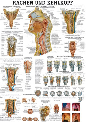 Ruediger Anatomie TA30LAM Rachen und Kehlkopf Tafel, 70 cm x 100 cm, laminiert