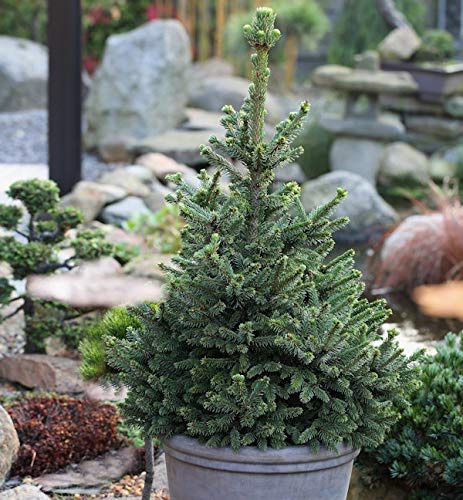 Zwergfichte Wills Zwerg 25-30cm - Picea abies - lebende Gartenpflanze aus den Baumschulen