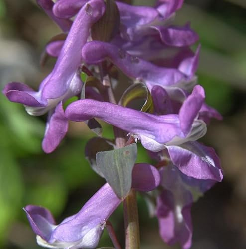 Rosa Lerchensporn - Corydalis cava - lebende Gartenpflanze aus den Baumschulen