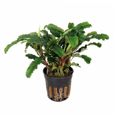 Aqua Essentials Bucephalandra sintang Aquarium Plant - Attach to Wood or Rock