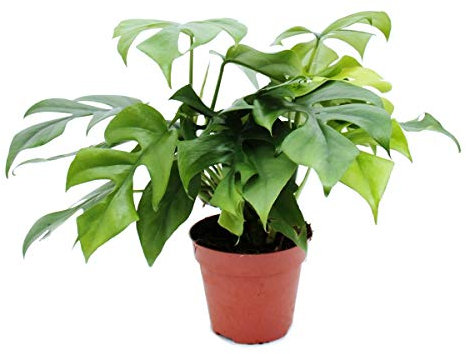 Monstera minima - Window leaf 12cm pot