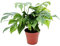 Monstera minima - Window leaf 12cm pot