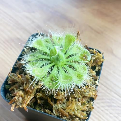 100 pcs Sonnentau samen - blumensamen gastgeschenk pflanzen im glas topfpflanzen stauden winterhart mehrjährig zimmerpflanzen blumen deko gewächshaus balkon bonsai samen indoor plants