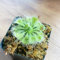 100 pcs Sonnentau samen - blumensamen gastgeschenk pflanzen im glas topfpflanzen stauden winterhart mehrjährig zimmerpflanzen blumen deko gewächshaus balkon bonsai samen indoor plants