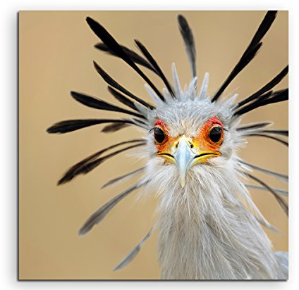 Sinus Art Wandbild 90x90cm Tierfotografie – Afrikanischer Sekretär Vogel im Porträt