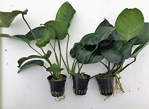 Anubias Barteri Sperrblatt, barschfest 3Töpfe Aquariumpflanzen Wasserpflanzen