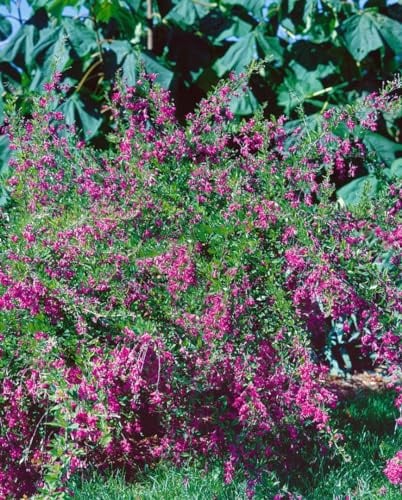 Buschklee Lespedeza bicolor 30-40 cm Zierstrauch winterhart | Bienenweide, sonniger Standort, schnittvertraeglich, dekorative Blueten, ideal für Beet und Garten