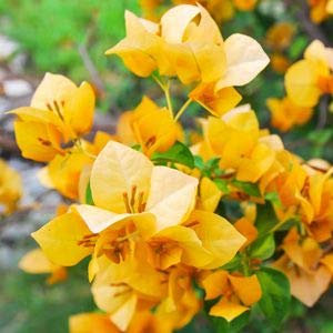 Neue Echt blühende Pflanzen Gelb Bougainvillea spectabilis Willd Bonsai Bougainvillea-Pflanzen-Samen 100 Partikel/lot : Seeds Only