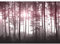 Runa Art Papier peint intissé Mural Oiseaux Fog Forêt Moderne Toison Salon Chambre à Coucherr Salle - Tableaux Muraux Tapisserie Photo - rose 9326010c