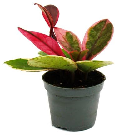 Mini planta Hoya Flaming Dream – Flor de porcelana de hoja roja – Flor de cera – Planta de bebé – Maceta de 6,5 cm
