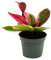 Mini planta Hoya Flaming Dream – Flor de porcelana de hoja roja – Flor de cera – Planta de bebé – Maceta de 6,5 cm