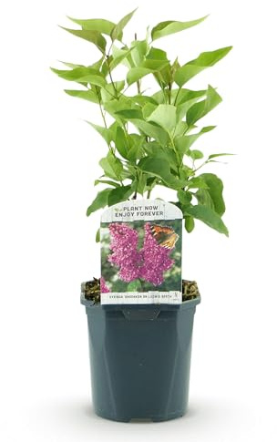 Green boutiQ - Gartenpflanze - Syringa vulgaris Ludwig Spath - Gewöhnliche Flieder - Winterhart - Lila - 1 Pflanze - Topf 17cm - Höhe 45cm