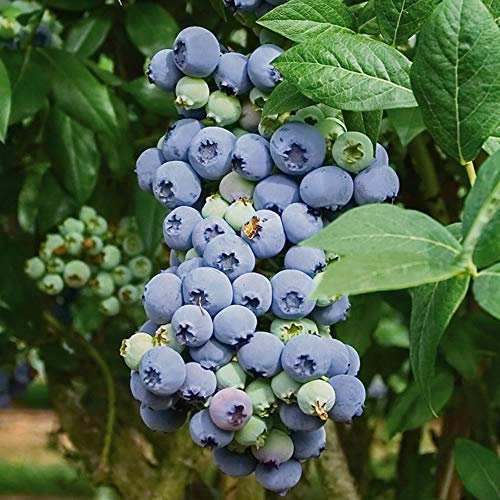 YouGarden Blueberry Vaccinium, Early Cropping Season Blueberry Plant, Established Garden Ready Plant in 3L Pot, Ready to Plant, Grow Your Own
