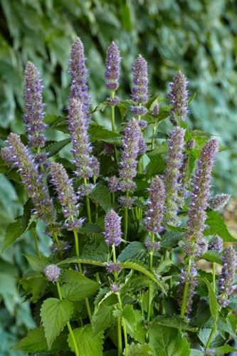Duftnessel 'Purple Haze' im Topf Agastache foeniculum winterhart duftend