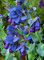 Wachsblume 'Blau' Cerinthe 5 Samen