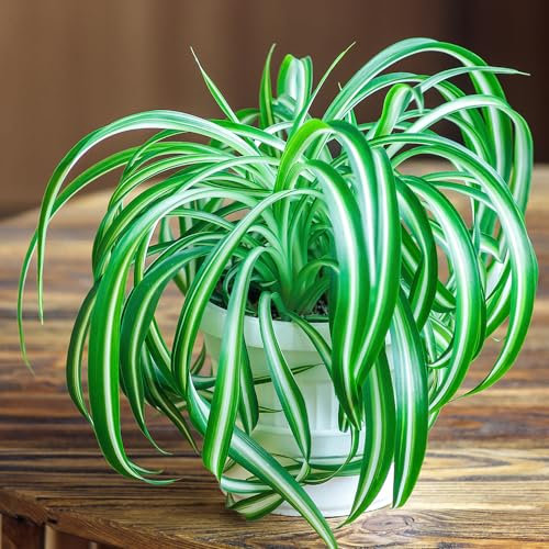YouGarden Chlorophytum Comosum Variegated in 12cm Pot, Indoor Plants for Homes, Easy to Care for House Plants for Office