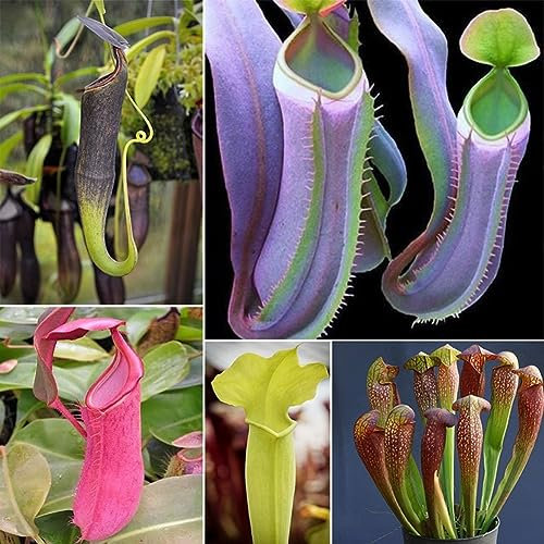 PERZOE 20 Stück Nepenthes-Samen, Garten-Balkondach-Bonsai fleischfressende Kannenpflanzen weiß (20ST) Nepenthes-Samen
