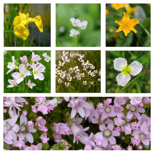 Marginal Pond Plant Collection – Hardy British Aquatic Plants for Beautiful Pond Edges and Wildlife Habitat - 1x 9cm Potted Plant by Thompson and Morgan (1)