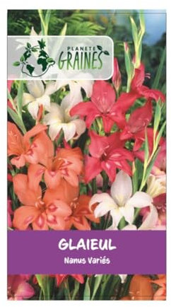5 bulbes de fleurs Glaïeul nanus Naines variées - Mélange de couleurs