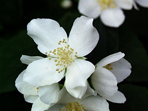 Duftender Bauernjasmin 40-60cm - Philadelphus coronarius