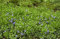 Vinca minor Kleines Immergrün immergrüner Bodendecker mit blauen Blüten im Topf gewachsen (1 Stück)