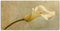 Paul Sinus 120x60cm Wandbild auf Leinwand und Holzrahmen – Zeitlose Calla-Blüte in gelb-beige für eine stilvolle Raumgestaltung